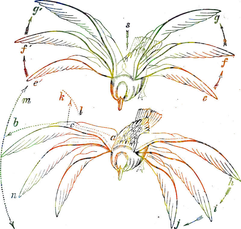 Flying bird in mosaic colours