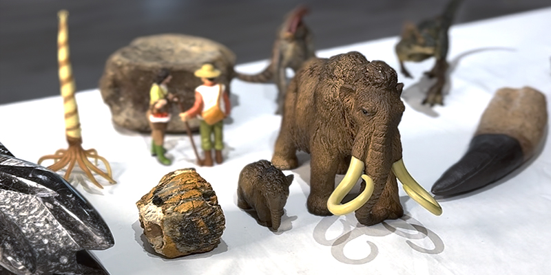 Image of various fossils and figurines of prehistoric animals.