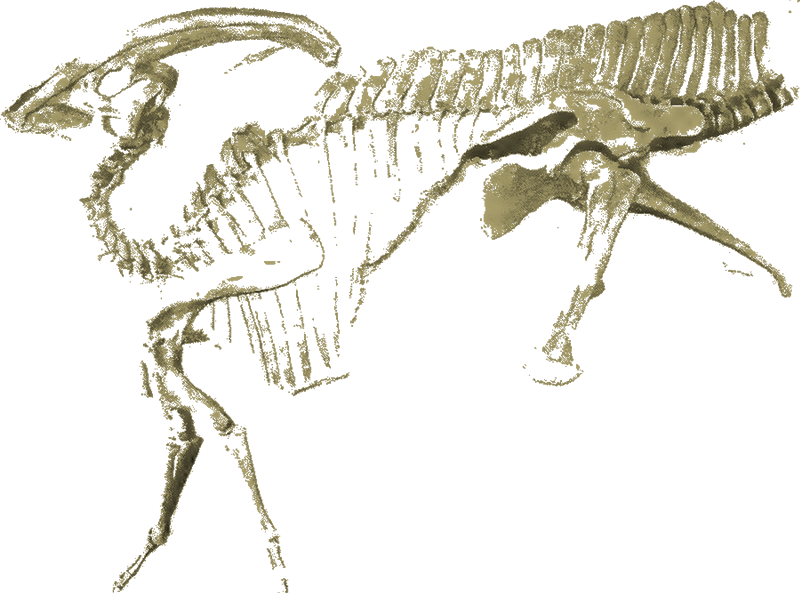 Stylized colour image of Parasaurolophus skeleton.